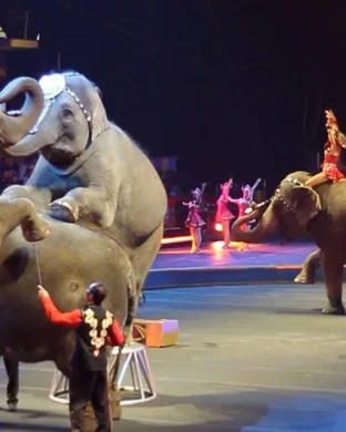Ringling Bros. and Barnum & Bailey Circus