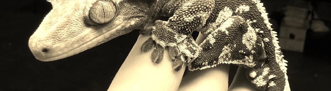 Rosebud Reptiles - A Creepy Creature Experience