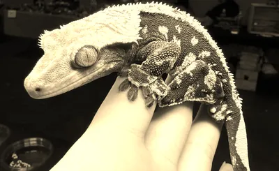 Rosebud Reptiles - A Creepy Creature Experience