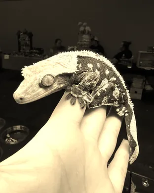 Rosebud Reptiles - A Creepy Creature Experience